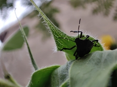 Halyomorpha halys