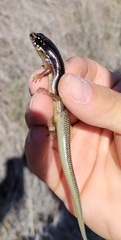 Plestiodon obsoletus