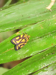 Darantasia phamvuongae