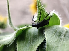 Halyomorpha halys