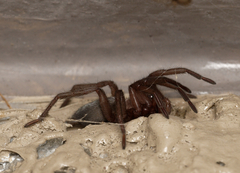 Scotophaeus blackwalli