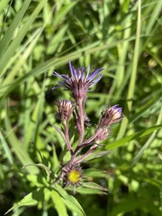 Canadanthus modestus