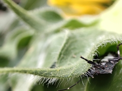 Halyomorpha halys