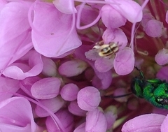 Thaumatomyia