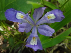 Iris cristata