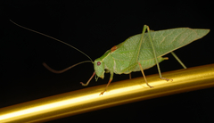 Microcentrum californicum