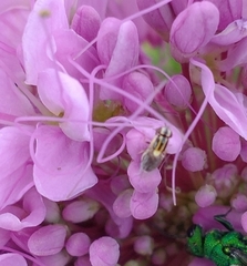 Thaumatomyia