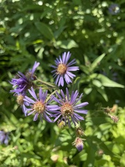 Canadanthus modestus
