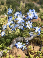 Zephyra elegans