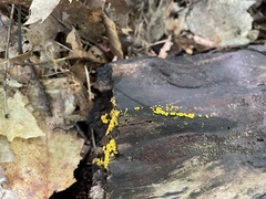 Calycina