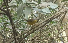 Basileuterus culicivorus