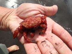 Telmessus cheiragonus