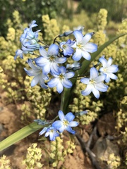 Zephyra elegans