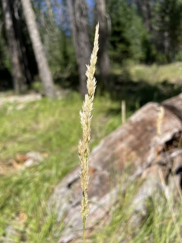 Image of Calamagrostis rubescens by (c) Matt Berger, some rights reserved (CC BY)