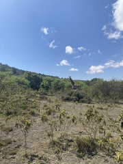 Giraffa camelopardalis tippelskirchi