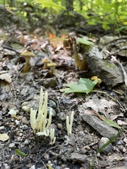 Clavaria