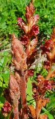 Orobanche gracilis