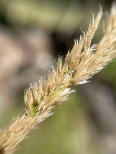 Image of Calamagrostis rubescens by (c) Matt Berger, some rights reserved (CC BY)