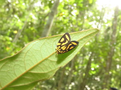 Darantasia phamvuongae