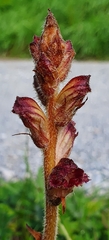 Orobanche gracilis