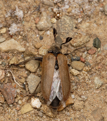 Sandalus californicus