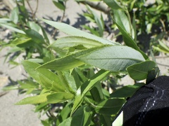 Salix triandra