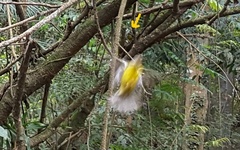 Basileuterus culicivorus