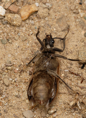 Sandalus californicus