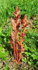 Orobanche gracilis