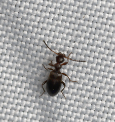 Anthicidae