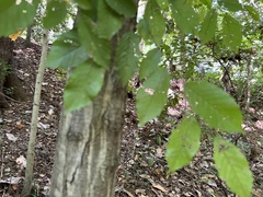 Carpinus