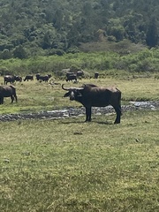 Syncerus caffer caffer