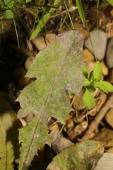 Podosphaera erigerontis-canadensis