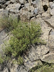 Ericameria resinosa