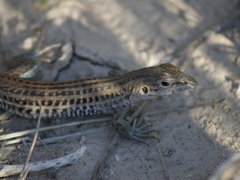 Aspidoscelis scalaris