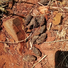 Hystrix africaeaustralis