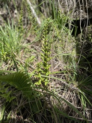 Blechnum hastatum
