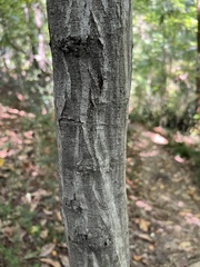 Carpinus