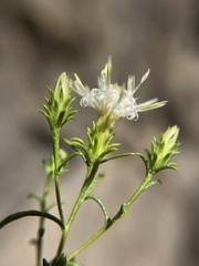 Ericameria resinosa