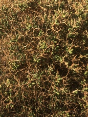 Sarcopoterium spinosum