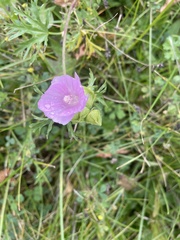 Malva alcea