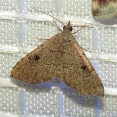 Nychioptera noctuidalis