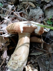 Lactarius mairei