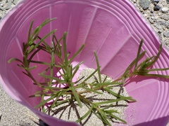 Salsola komarovii