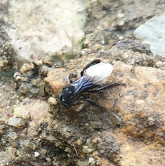 Tetragonilla collina