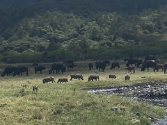 Syncerus caffer caffer