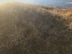 Sarcopoterium spinosum