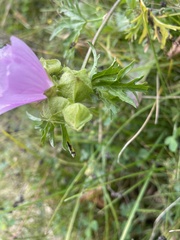 Malva alcea