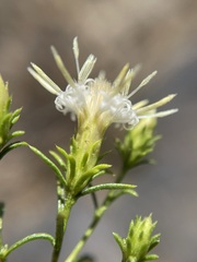 Ericameria resinosa