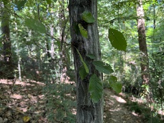 Carpinus